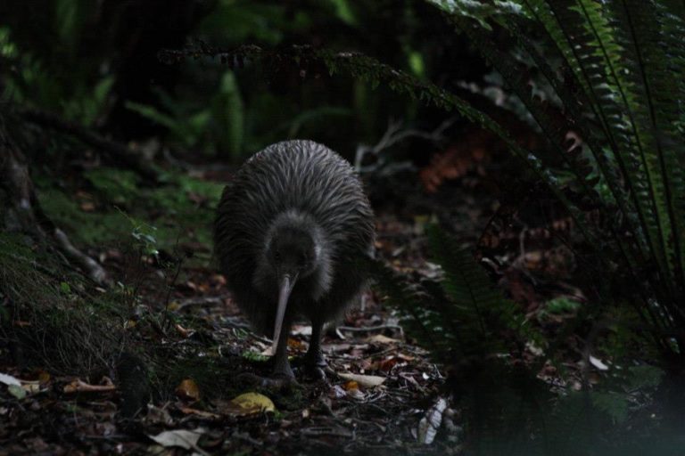 a kiwi foraging