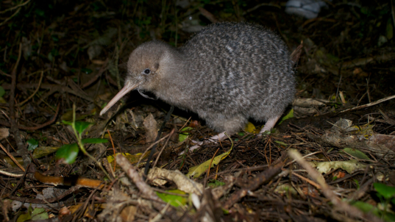 Kiwi walking in the forest in the night