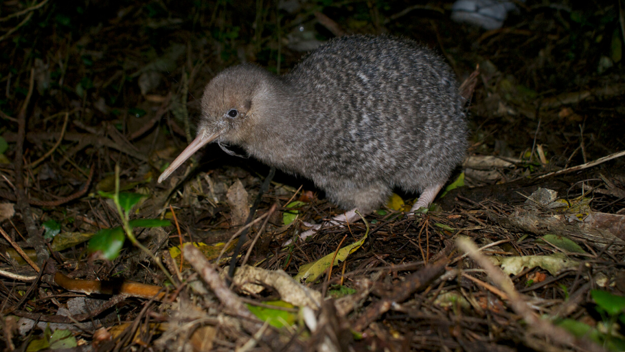 Kiwi walking in the forest in the night 