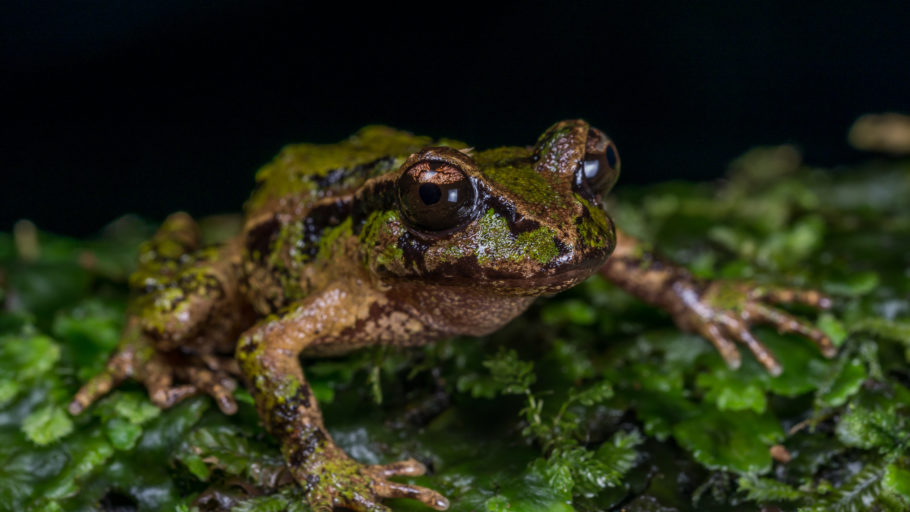 Close-up of Archey's frog