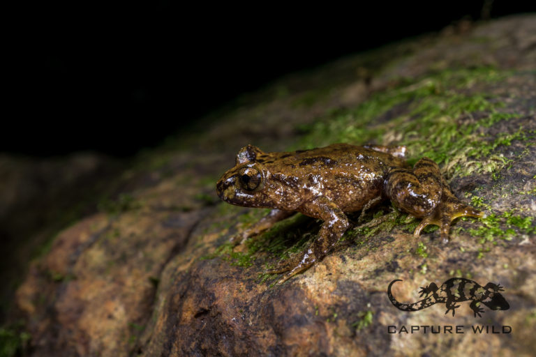 A Hochstetter’s frog on a rock