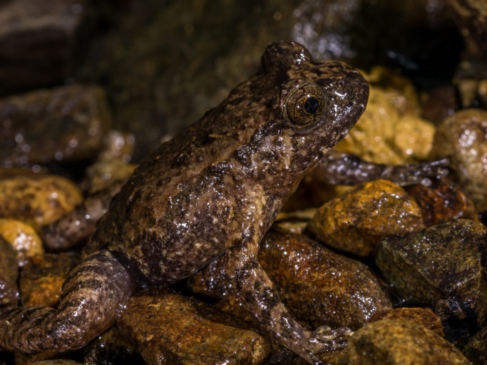 A Hochstetter’s frog on a rock