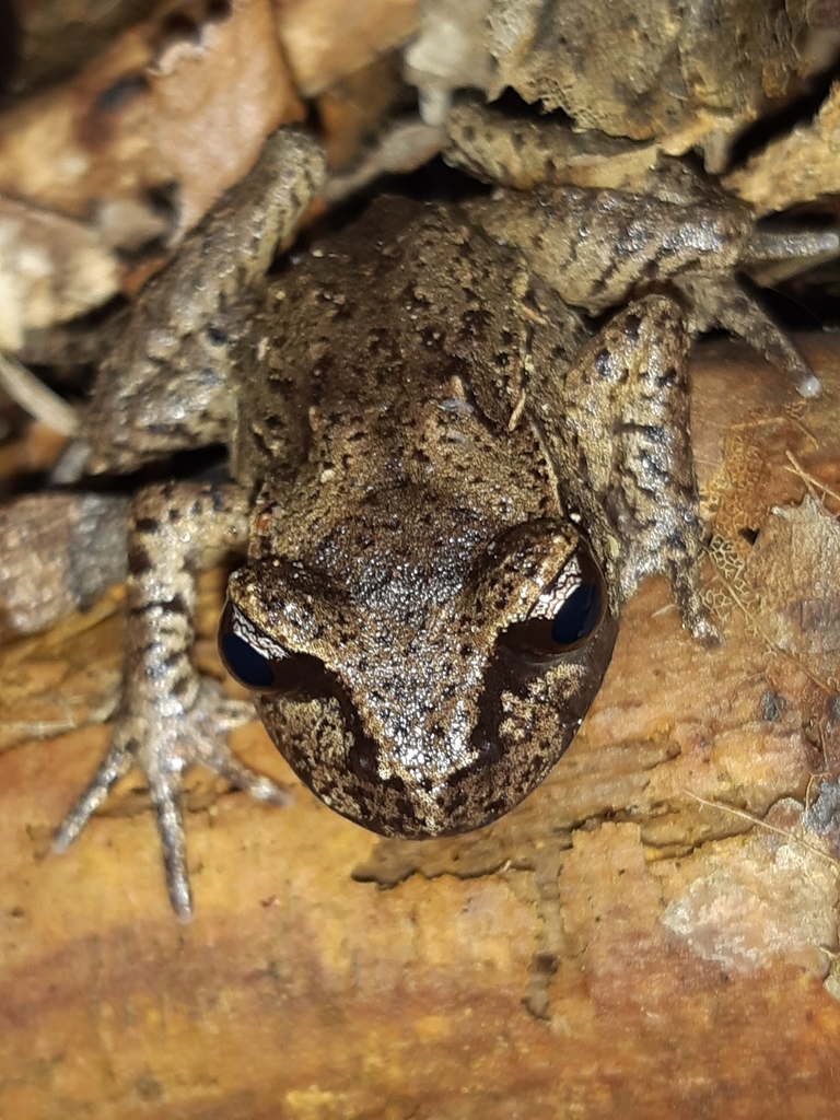 A Maud Island Frog on a log, a rare native species