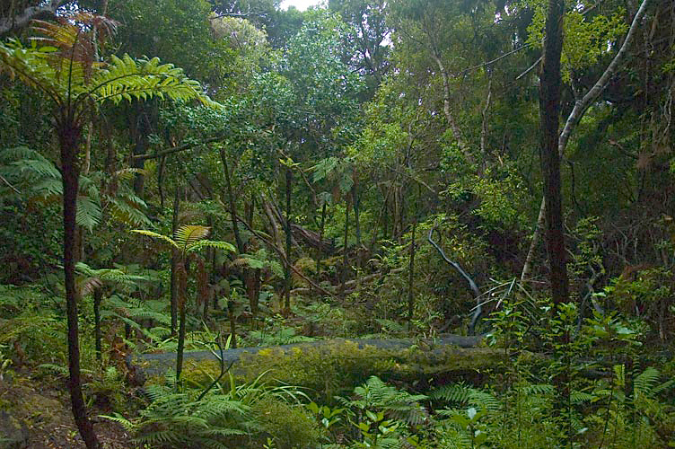 A rainforest landscape
