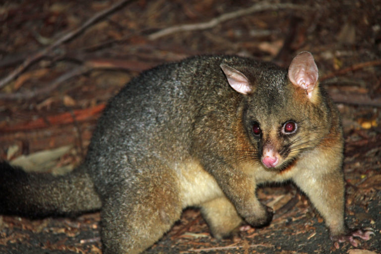 River tested as reinvasion obstacle to possums