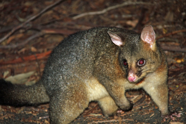 Dual 1080 application could be key to possum and rat eradication