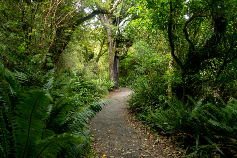 Forest walk in Orokonui Ecosanctuary.