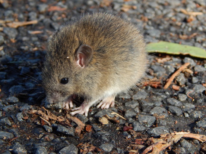 A small kiore rat