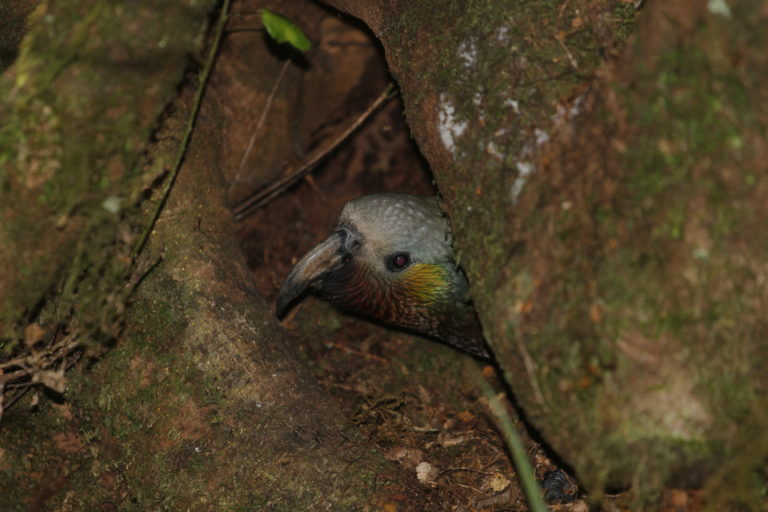 A kākā peeks out of a tree