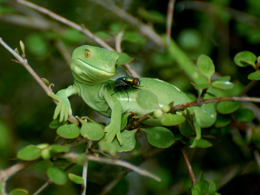 A green gecko on a branch