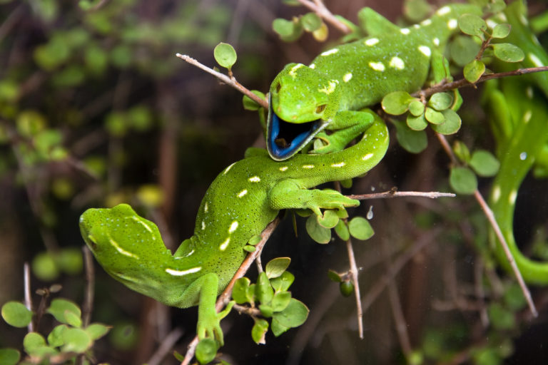 Lizards counted on predator free Kāpiti Island