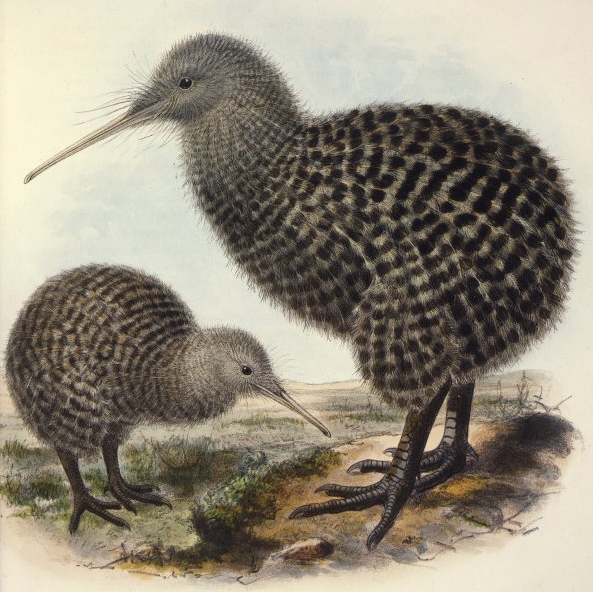 illustration of two kiwi