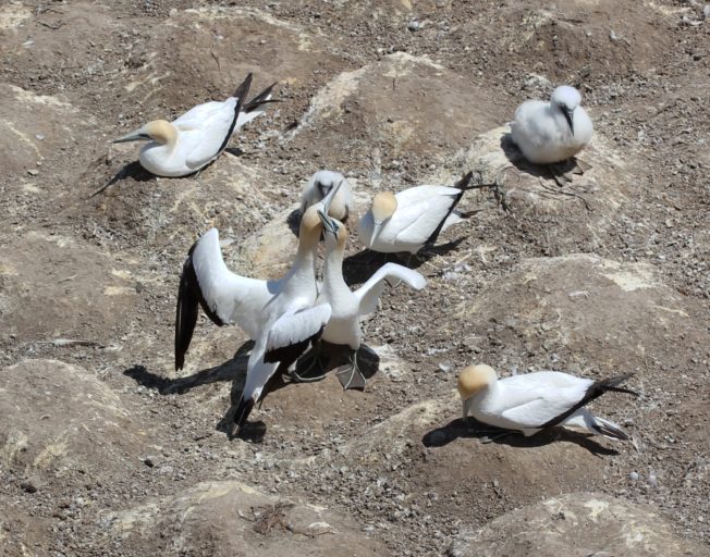 Gannets at their breeding site