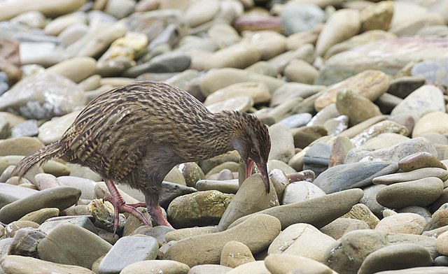 Weka with a stone in its beak