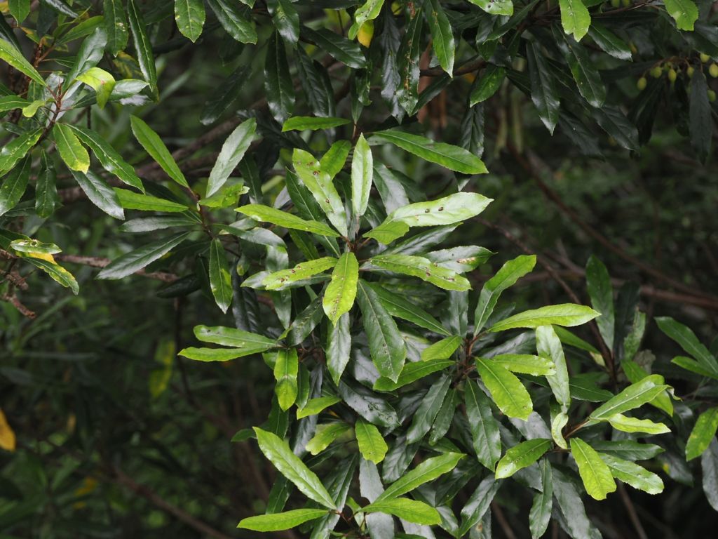 A hīnau tree