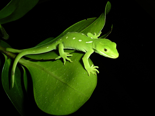Green gecko on a leaf