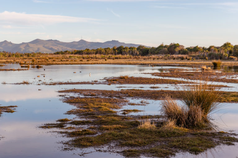 Wetland in a soft sunset light