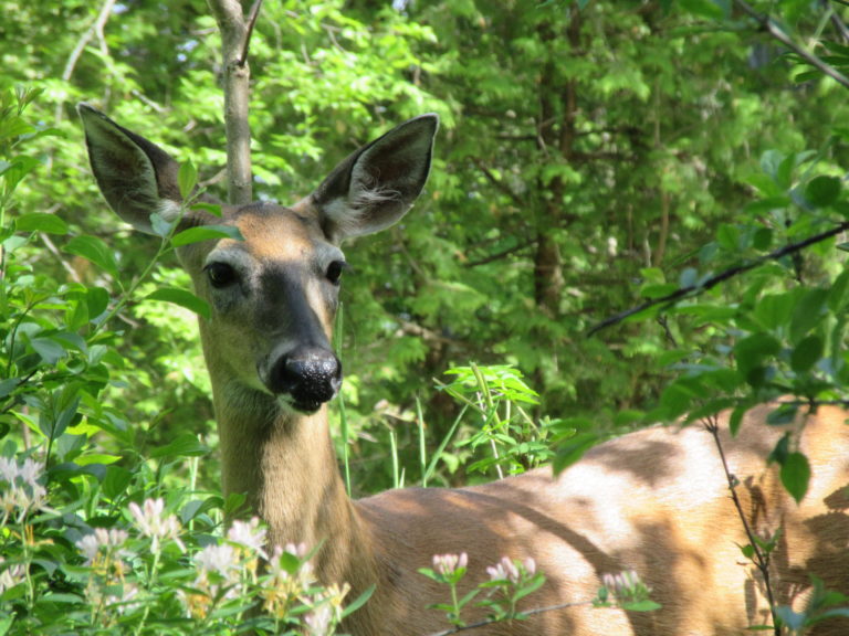 A deer in amongst leaves