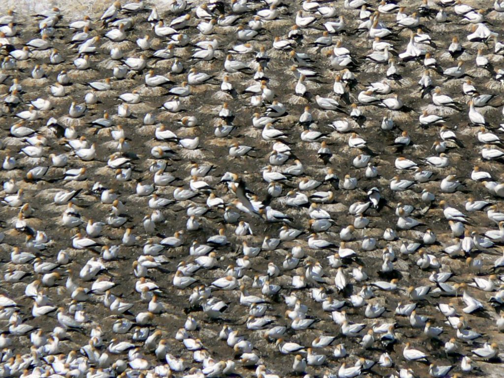 Image of a gannet colony