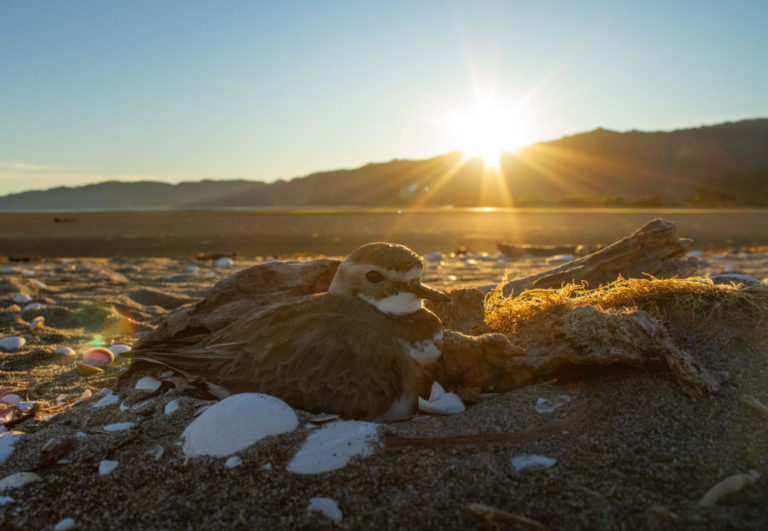 Female dotterel on nest