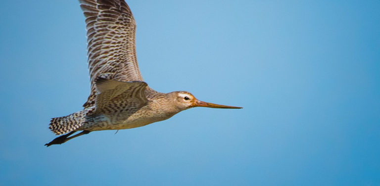 Godwit in flight