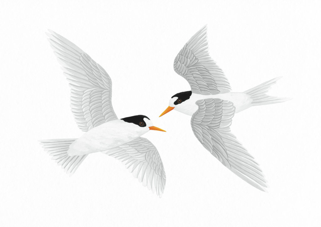 Two tara iti in flight illustration