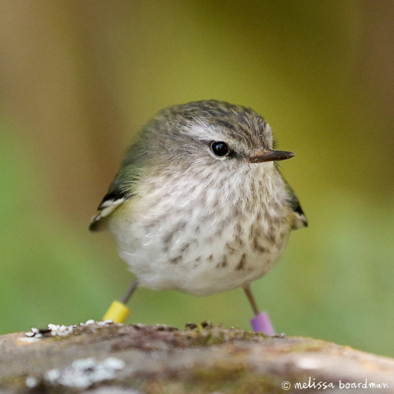 Rifleman on a branch