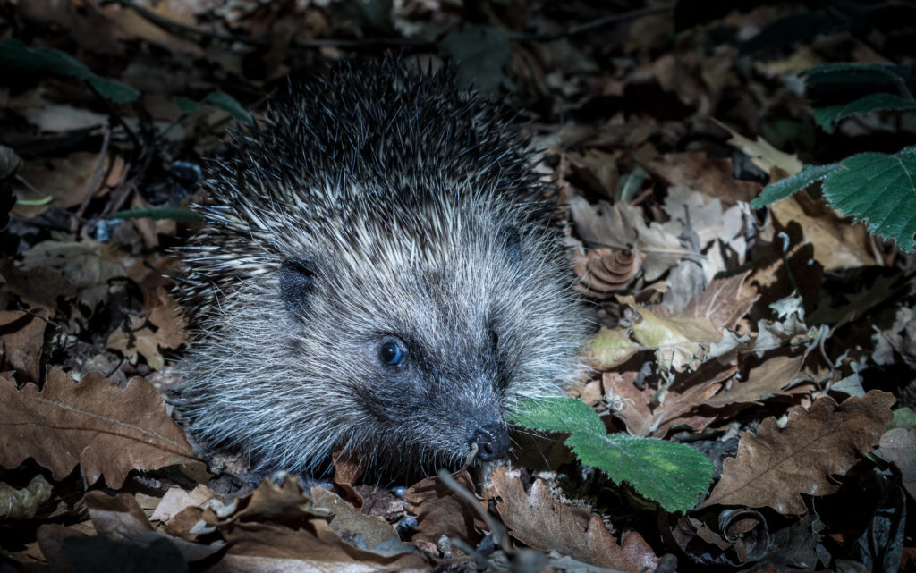 Hedgehog in leaf litter at night