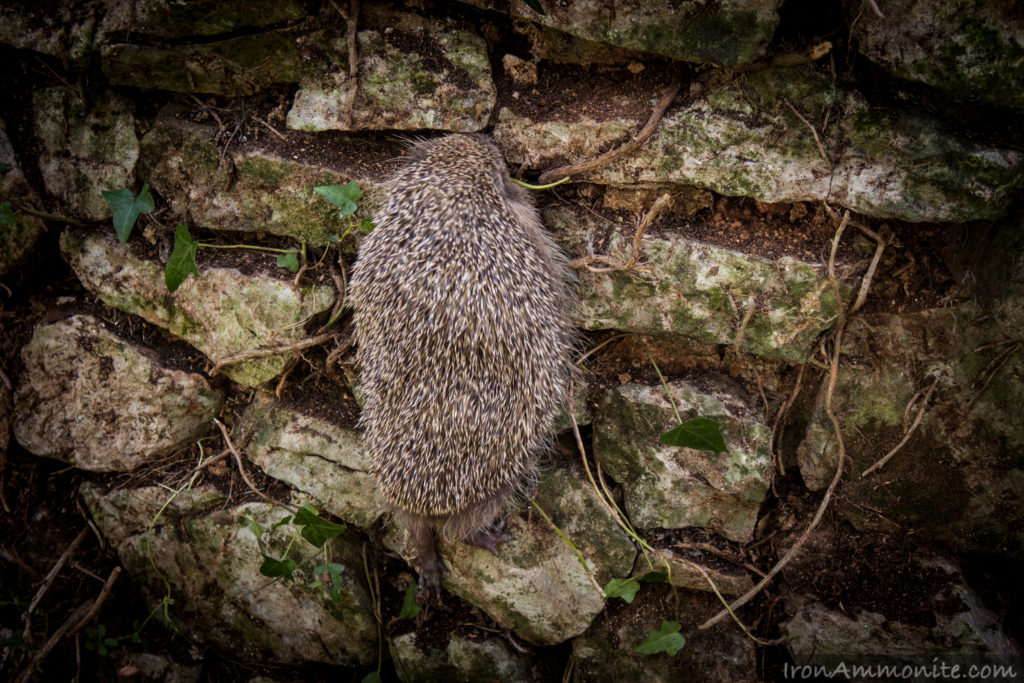 Hedgehog climbing a stone wall