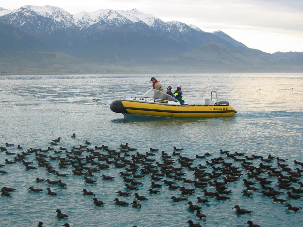 A yellow dingy with the mountains behind it and shearwaters on the ocean in front