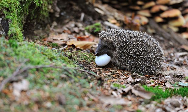 Hedgehog with an egg shell in its mouth