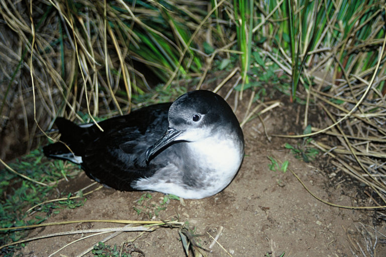 A shearwater amongst grass