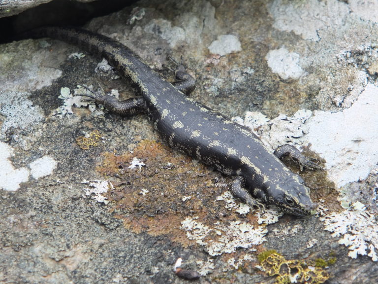 A grey skink on a rock