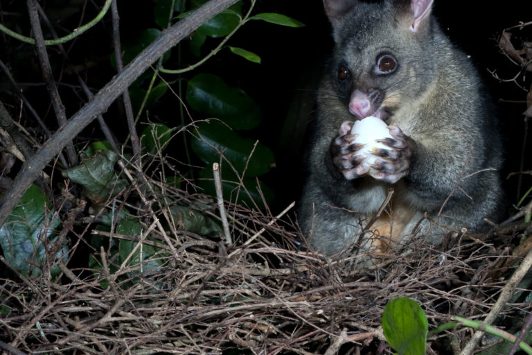 Possum eating Kererū egg. Image credit Nga Manu.