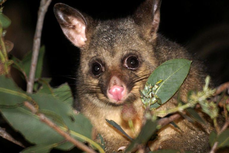 NZ brushtail possum. Image credit: Nga Manu.