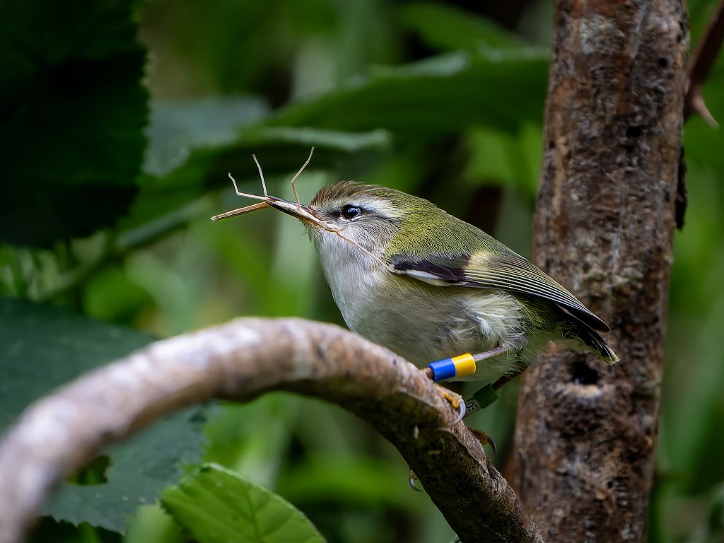 A titipounamu (rifleman) eating a stick insect.