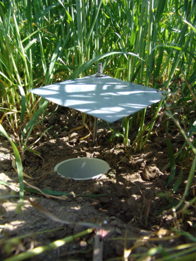 An image of the pitfall trap showing how it functions