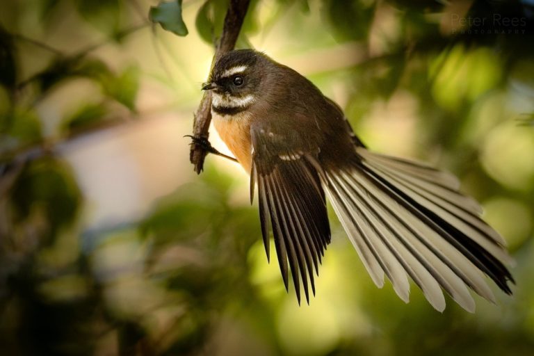 Fantail with a greenery in the background