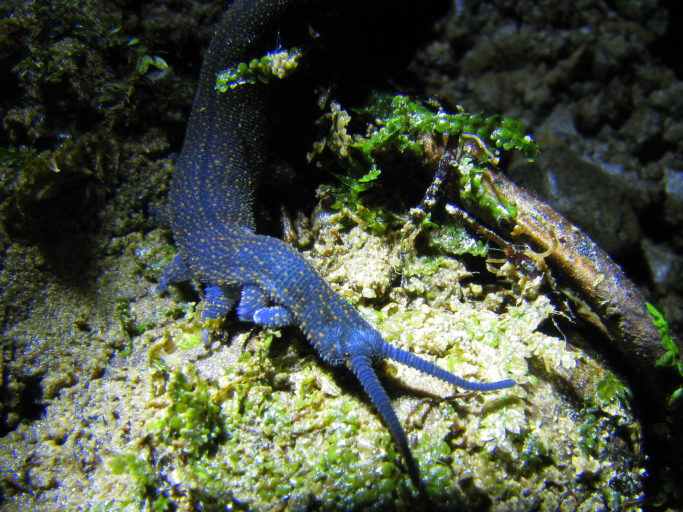 A blue peripatus crawling over a rock
