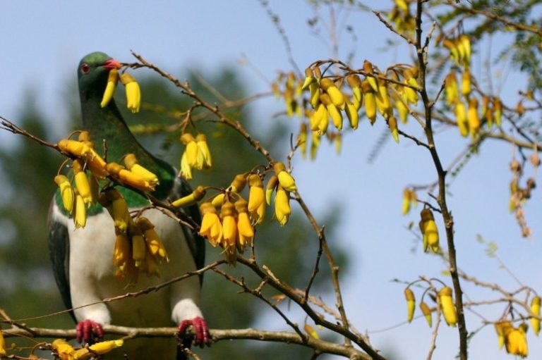 Kererū eating a kōwhai flower