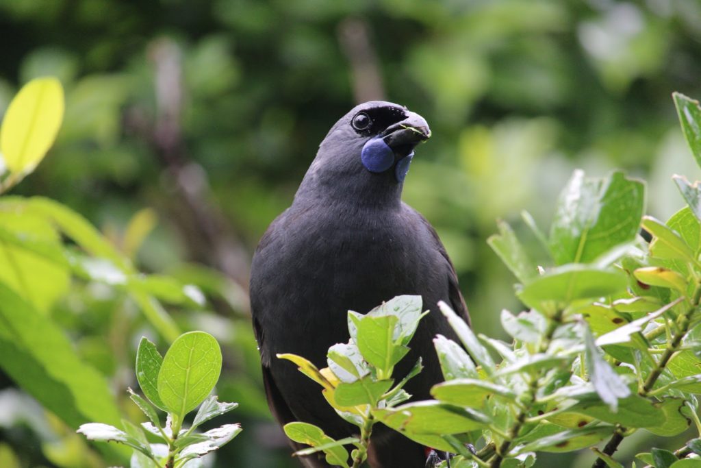 Kokako in forest
