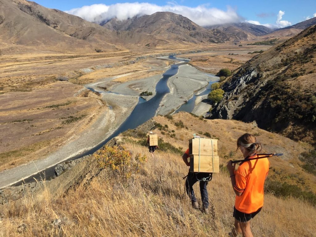 fieldworkers carry traps and gear down a hillside in Molesworth station looking after our taonga