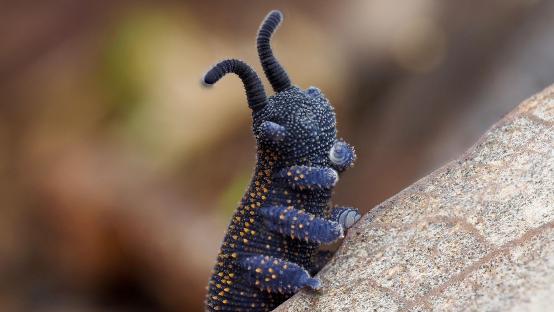 A velvet worm rearing its head up.