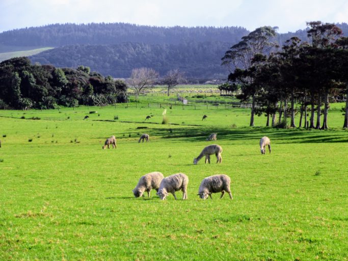 Image of  a grassy paddock with a few sheep