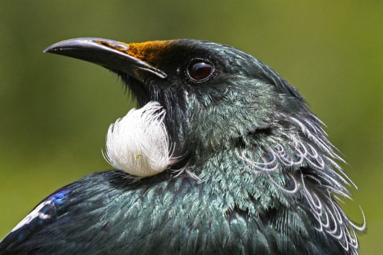 Feisty, melodious tūī is a welcome garden visitor