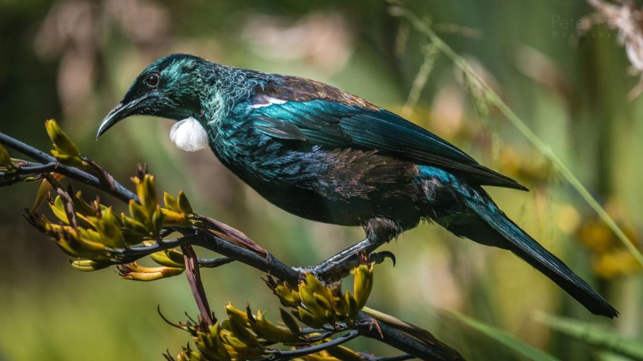 Tūī on a harakeke showing it's iridescent feathers in the sun