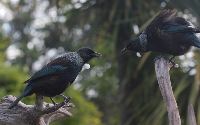 Tūī are feisty and territorial. Image credit: Avenue (via Wikimedia Commons)