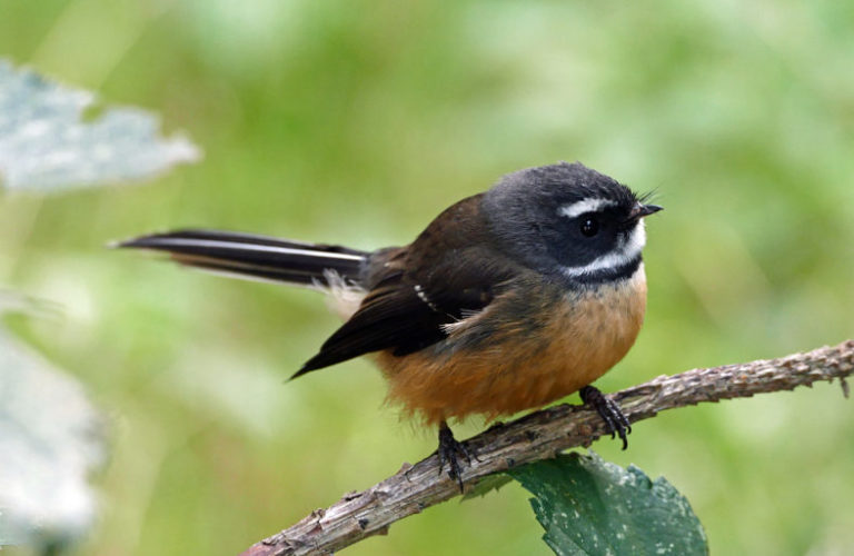 Image of a fantail sitting on a branch