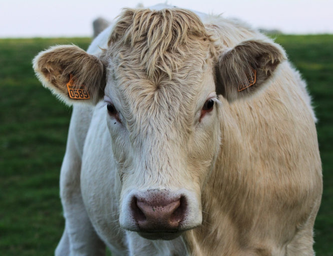 A close-up of a creme-coloured cow's face