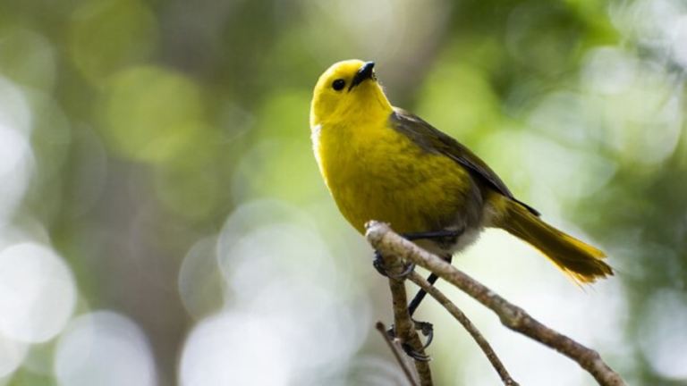 A mohua on a branch